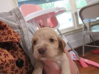 Chelsea, a female Cocker Spaniel for sale in North Manchester, IN – Photo 2 of 4