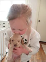 Chelsea, a female Cocker Spaniel for sale in North Manchester, IN – Photo 3 of 4
