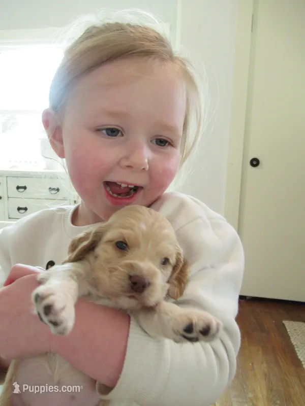 Chelsea – Cocker Spaniel puppy for sale in North Manchester, IN