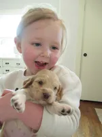 Chelsea, a female Cocker Spaniel for sale in North Manchester, IN – Photo 1 of 4