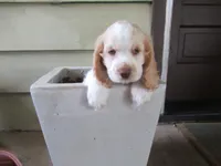 Candy, a female Cocker Spaniel for sale in North Manchester, IN – 3 of 6