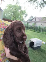 Cobalt, a male Cocker Spaniel for sale in North Manchester, IN – 2 of 3