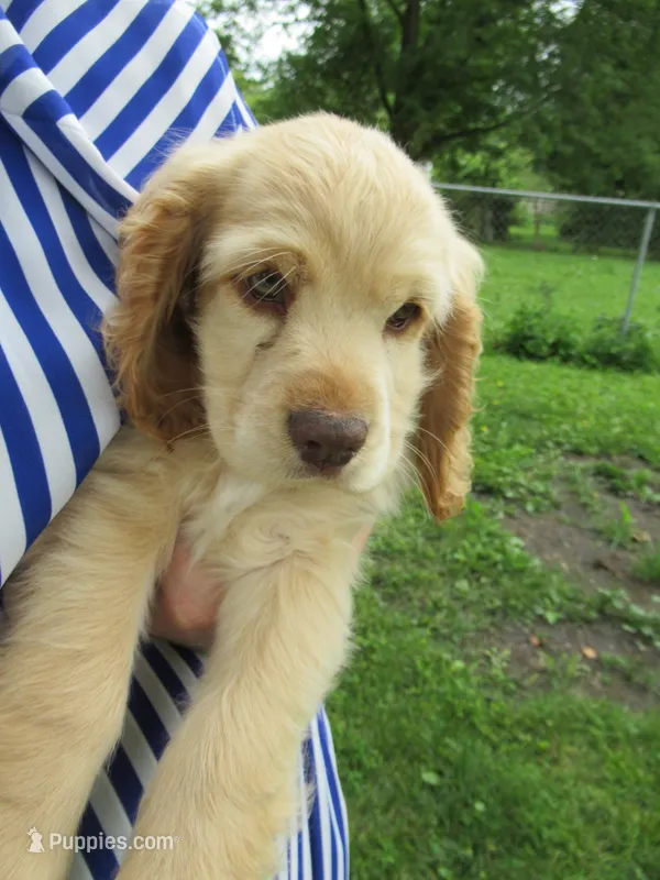 Chelsea – Cocker Spaniel puppy for sale in North Manchester, IN