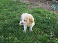 Candy, a female Cocker Spaniel for sale in North Manchester, IN – 6 of 6