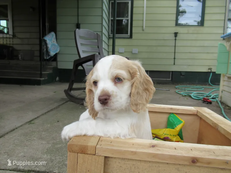 Candy – Cocker Spaniel puppy for sale in North Manchester, IN