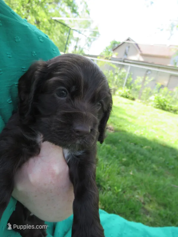 Cobalt – Cocker Spaniel puppy for sale in North Manchester, IN