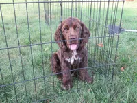 Cobalt, a male Cocker Spaniel for sale in North Manchester, IN – 3 of 3