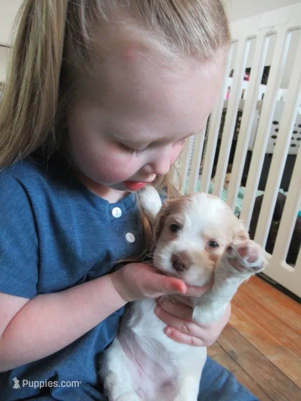 Candy – Cocker Spaniel puppy for sale in North Manchester, IN