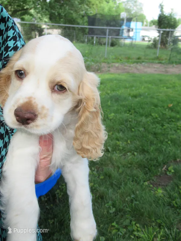 Candy – Cocker Spaniel puppy for sale in North Manchester, IN