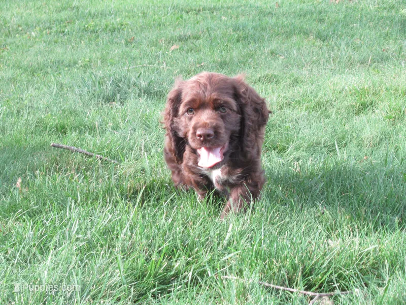 Cobalt – Cocker Spaniel puppy for sale in North Manchester, IN