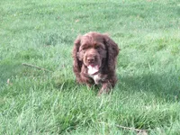 Cobalt, a male Cocker Spaniel for sale in North Manchester, IN – 1 of 4