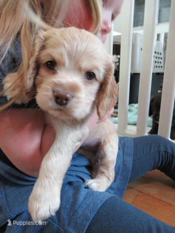 Chelsea – Cocker Spaniel puppy for sale in North Manchester, IN