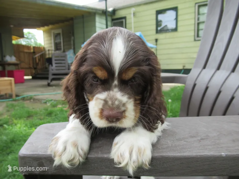 Charlie – Cocker Spaniel puppy for sale in North Manchester, IN