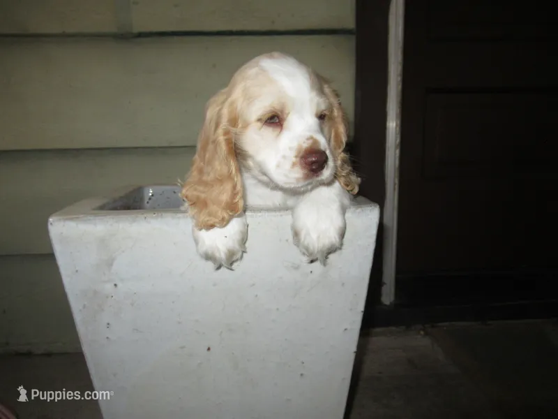 Candy – Cocker Spaniel puppy for sale in North Manchester, IN
