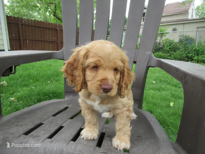 Chica – Cocker Spaniel puppy for sale in North Manchester, IN