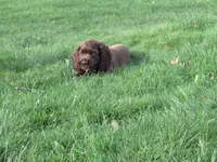 Cobalt, a male Cocker Spaniel for sale in North Manchester, IN – 4 of 4