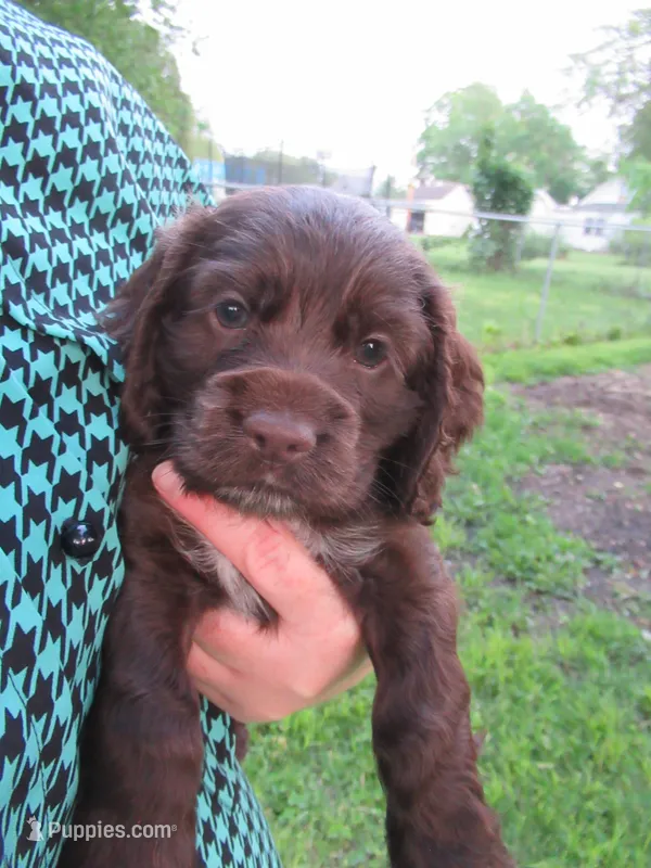 Cobalt – Cocker Spaniel puppy for sale in North Manchester, IN