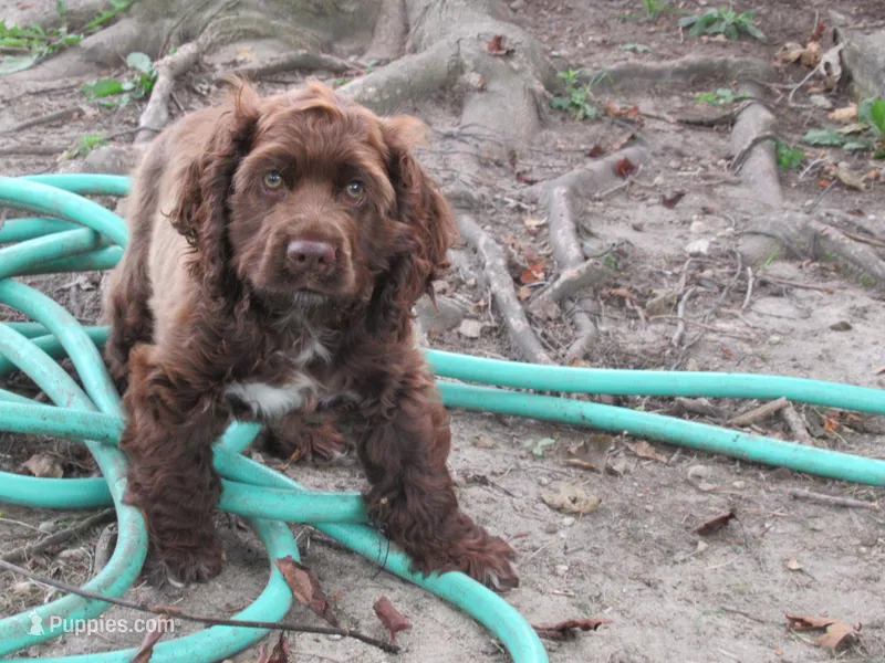 Cobalt – Cocker Spaniel puppy for sale in North Manchester, IN