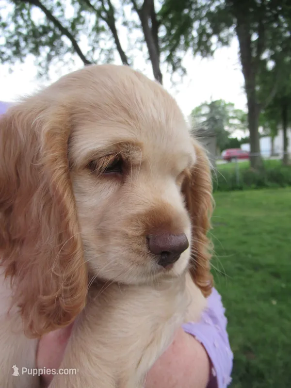 Chelsea – Cocker Spaniel puppy for sale in North Manchester, IN
