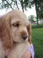 Chelsea, a female Cocker Spaniel for sale in North Manchester, IN – 1 of 3
