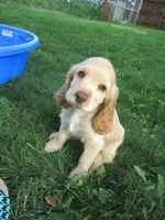 Chelsea, a female Cocker Spaniel for sale in North Manchester, IN – 3 of 3
