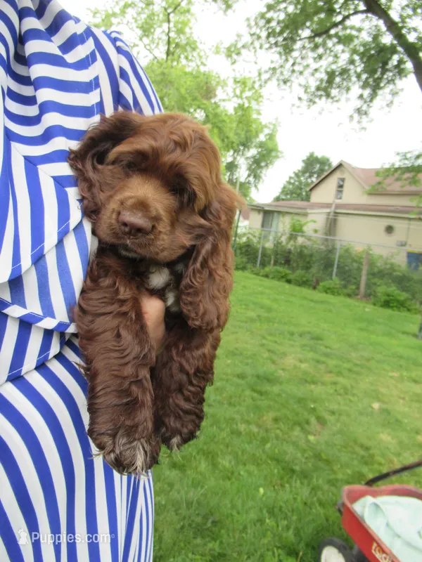 Cobalt – Cocker Spaniel puppy for sale in North Manchester, IN