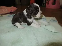 Charlie, a male Cocker Spaniel for sale in North Manchester, IN – Photo 5 of 5