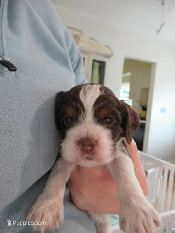 Charlie – Cocker Spaniel puppy for sale in North Manchester, IN