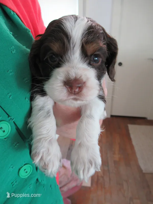 Charlie – Cocker Spaniel puppy for sale in North Manchester, IN