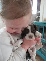 Charlie, a male Cocker Spaniel for sale in North Manchester, IN – Photo 4 of 5