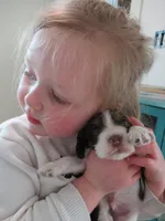 Charlie, a male Cocker Spaniel for sale in North Manchester, IN – Photo 3 of 5