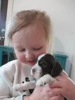 Charlie, a male Cocker Spaniel for sale in North Manchester, IN – Photo 2 of 5