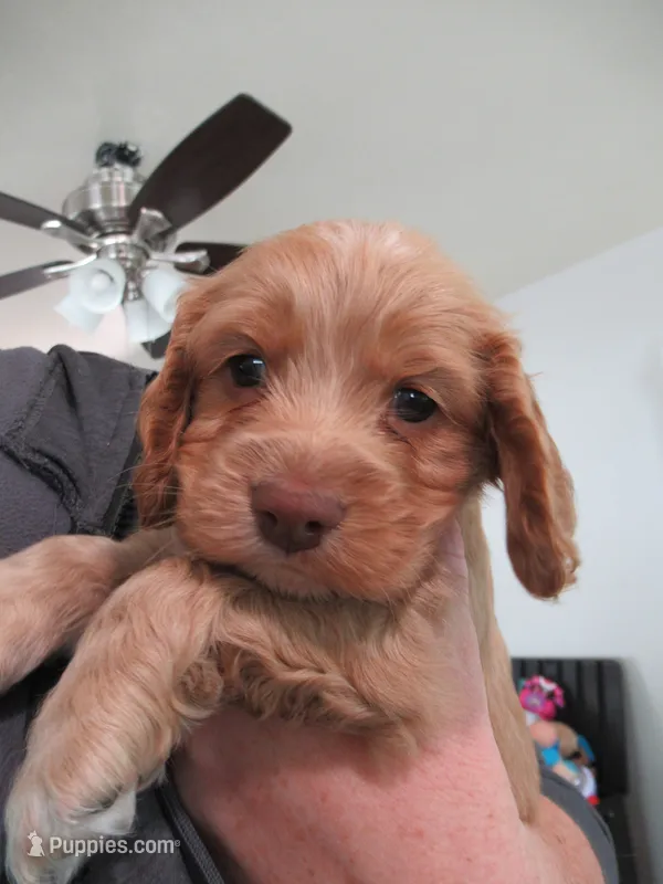 Chica – Cocker Spaniel puppy for sale in North Manchester, IN
