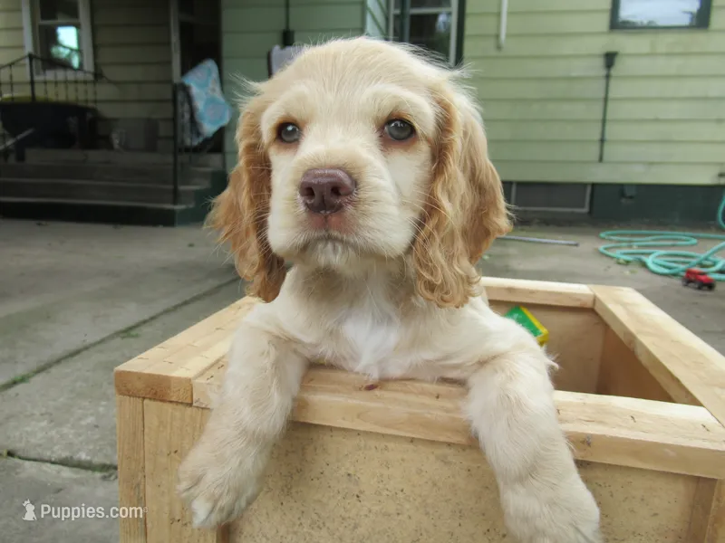 Chelsea – Cocker Spaniel puppy for sale in North Manchester, IN