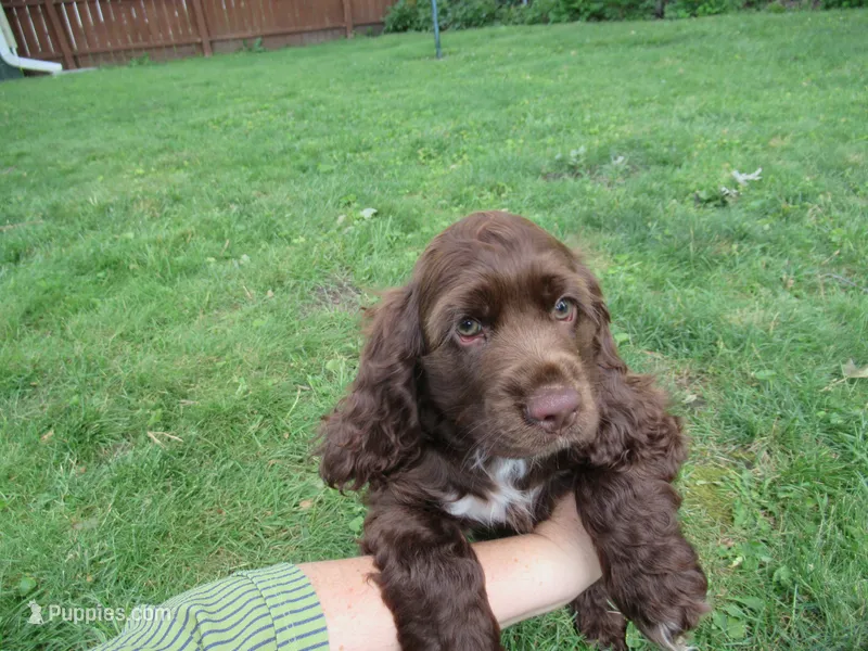 Cobalt – Cocker Spaniel puppy for sale in North Manchester, IN