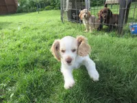 Candy, a female Cocker Spaniel for sale in North Manchester, IN – 5 of 6