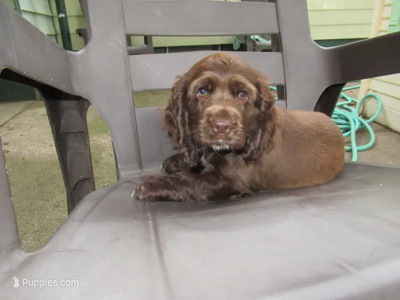 Cobalt – Cocker Spaniel puppy for sale in North Manchester, IN