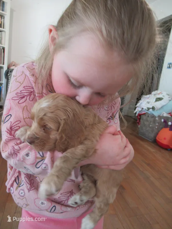 Chica – Cocker Spaniel puppy for sale in North Manchester, IN