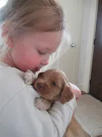Chica, a female Cocker Spaniel for sale in North Manchester, IN – Photo 4 of 9