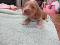 Chica, a female Cocker Spaniel for sale in North Manchester, IN – Photo 6 of 9