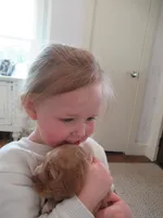 Chica, a female Cocker Spaniel for sale in North Manchester, IN – Photo 2 of 9