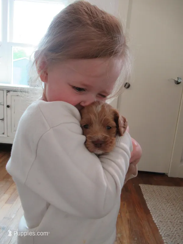 Chica – Cocker Spaniel puppy for sale in North Manchester, IN