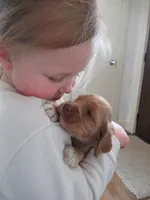 Chica, a female Cocker Spaniel for sale in North Manchester, IN – Photo 8 of 9