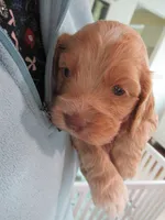 Chica, a female Cocker Spaniel for sale in North Manchester, IN – Photo 7 of 9