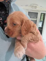 Chica, a female Cocker Spaniel for sale in North Manchester, IN – Photo 3 of 9