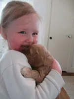 Chica, a female Cocker Spaniel for sale in North Manchester, IN – Photo 5 of 9