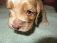Chica, a female Cocker Spaniel for sale in North Manchester, IN – Photo 9 of 9