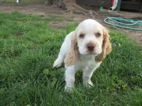 Candy, a female Cocker Spaniel for sale in North Manchester, IN – 2 of 6