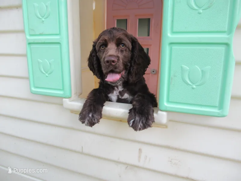 Cobalt – Cocker Spaniel puppy for sale in North Manchester, IN