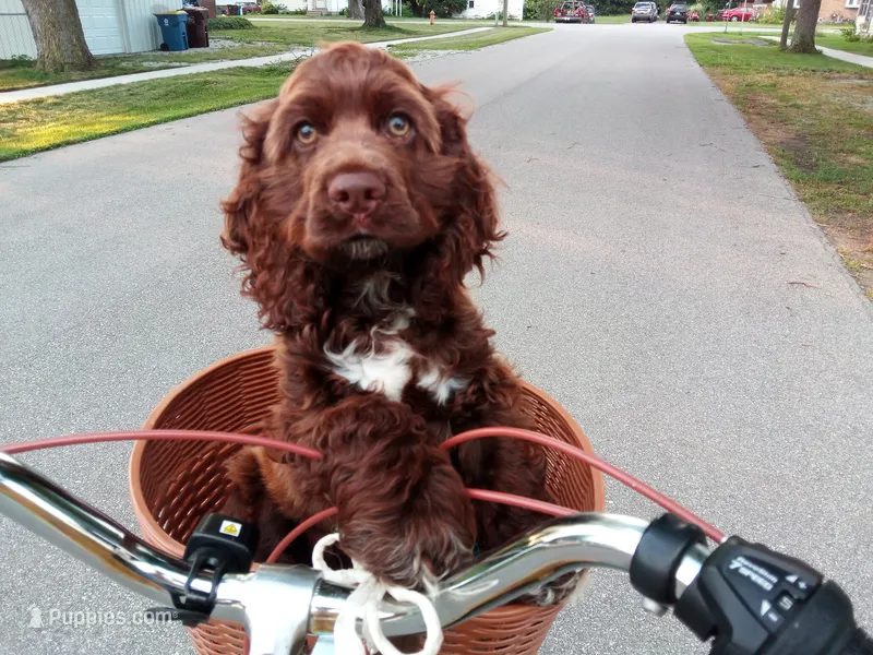 Cobalt – Cocker Spaniel puppy for sale in North Manchester, IN